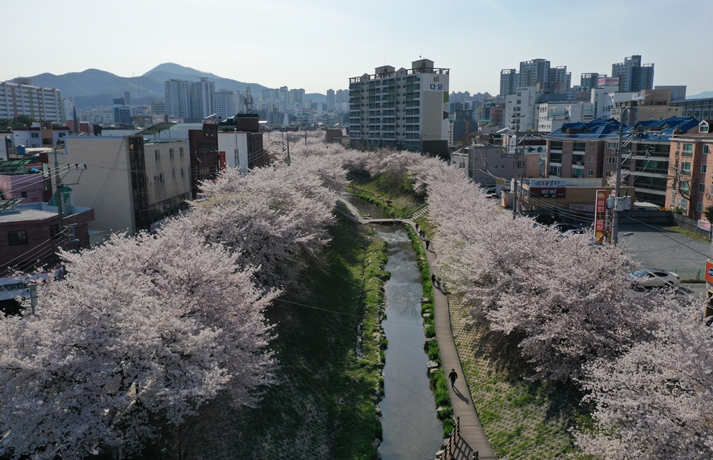 무거천의 봄 전경