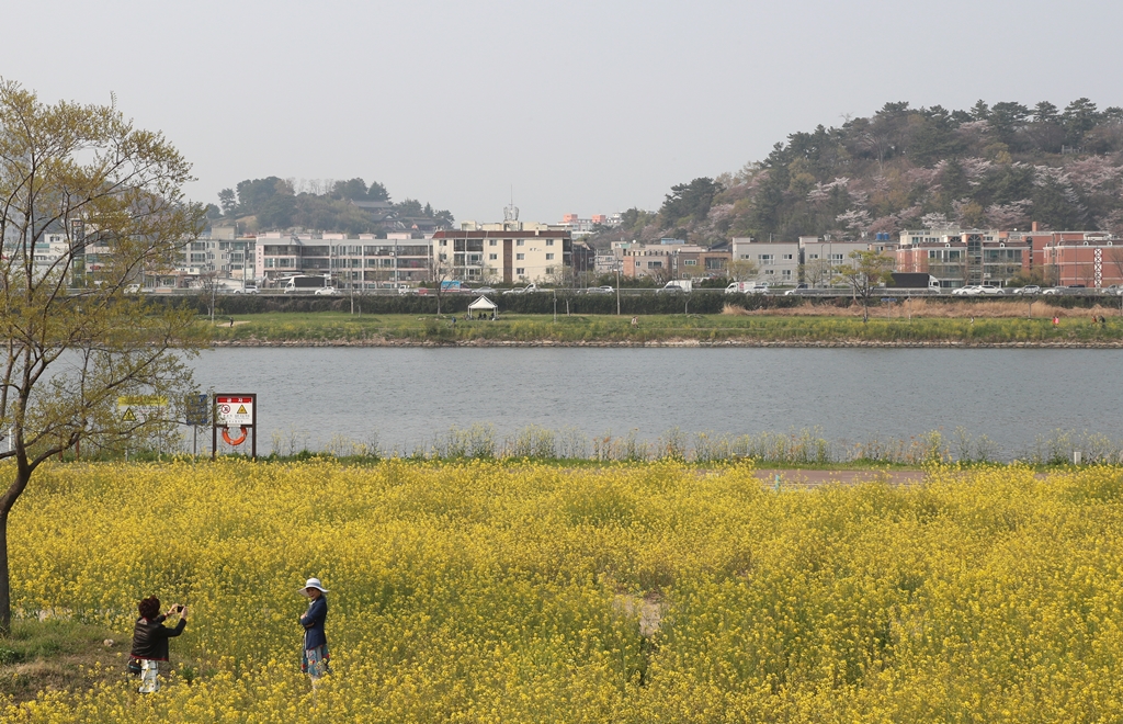 남구 태화강둔치의 봄012