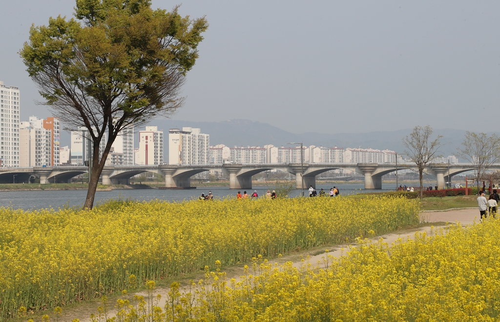 남구 태화강둔치의 봄04