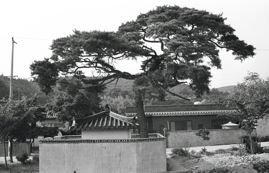 중산리약수마을 당산목_1992