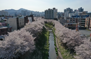 무거천의 봄 전경