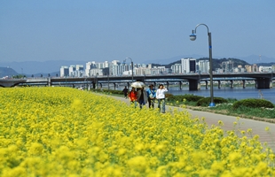 남구 태화강둔치 유채01