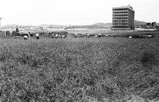신정동에서 본 시청 주변 전경_1969