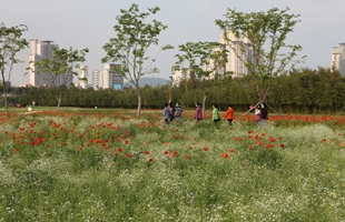 태화강대공원 봄꽃축제01