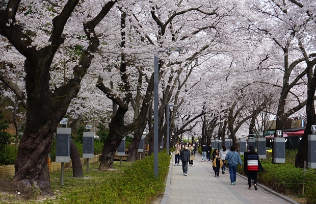 작천정 벚꽃