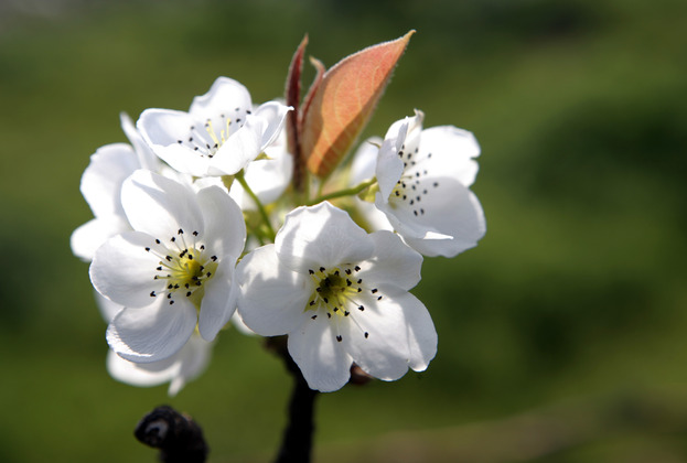 울산배꽃