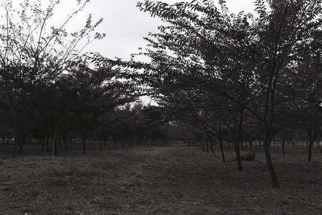 숲