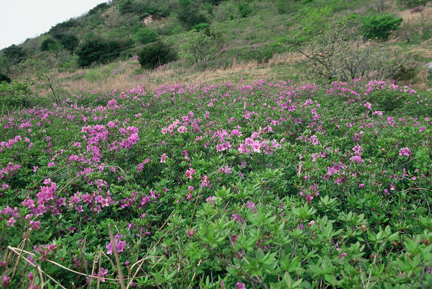 사진12
