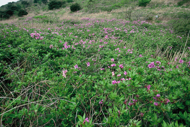 정족산 철쭉
