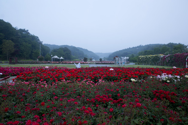 울산대공원 장미원