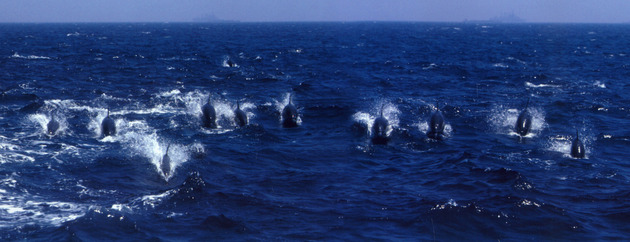 울산앞바다의 참돌고래