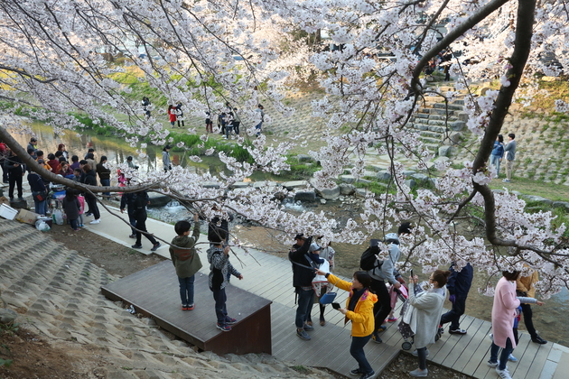 궁거랑벚꽃축제