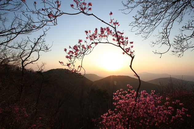 고헌산의 진달래