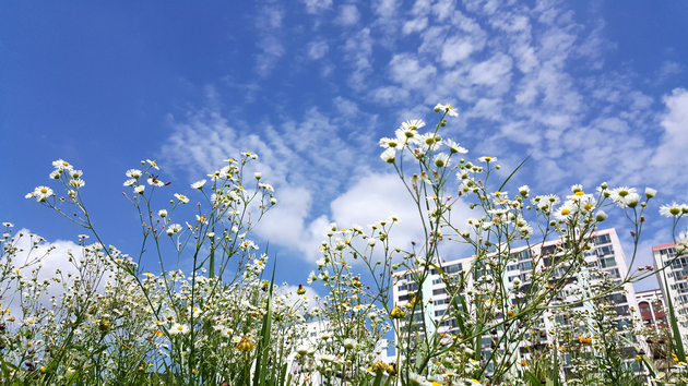 태화강대공원의 개망초