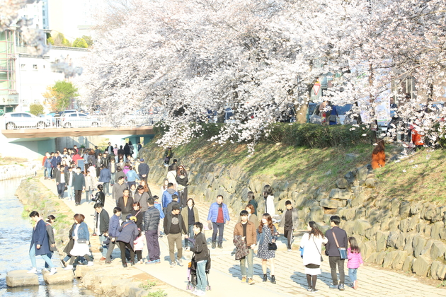 궁거랑벚꽃축제