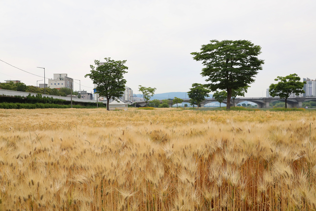 태화강 하구 금계국 및 청보리