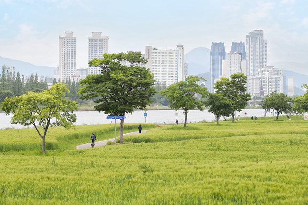 태화강변 청보리