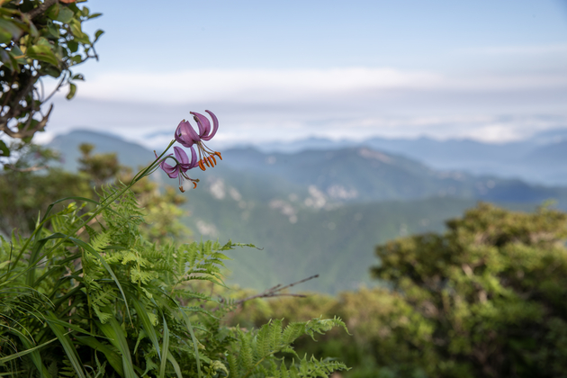 가지산 야생화