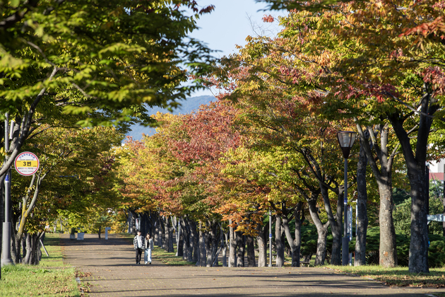 울산체육공원 마로니에광장