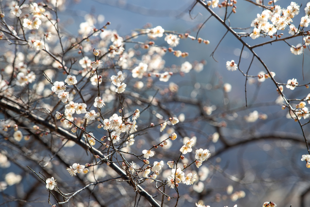 선암호수공원 매화