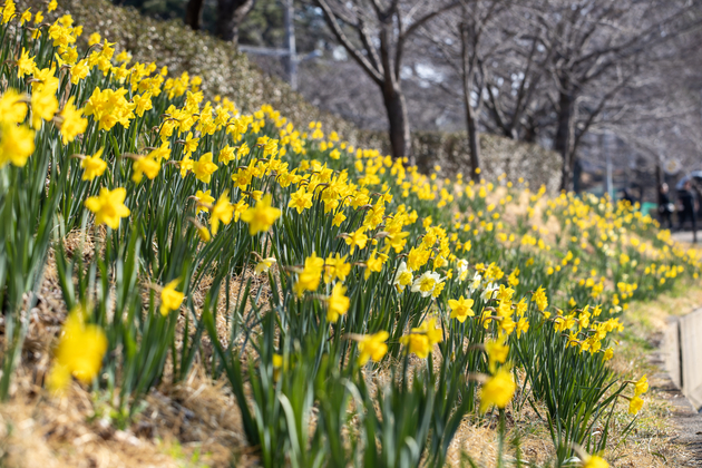 선암호수공원 수선화