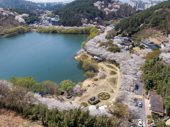 선암호수공원 벚꽃 