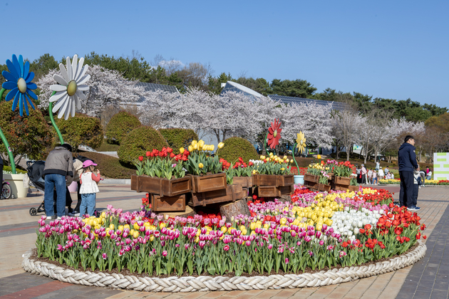 울산대공원 튤립