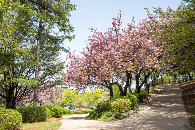 울산체육공원 겹벚꽃