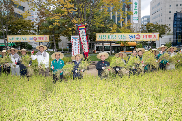 시청사 생활정원(논정원) 청렴미 벼베기