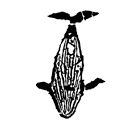 Humpback whale