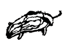 Wild boar
