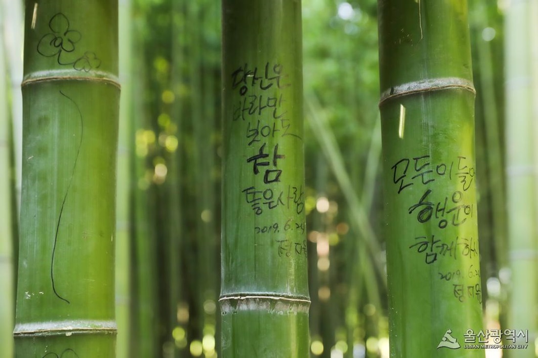 태화강 십리대숲 추억의 낙서대