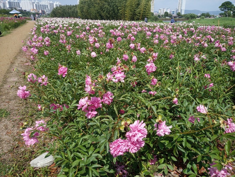 태화강 국가정원 봄꽃(작약, 라벤더)