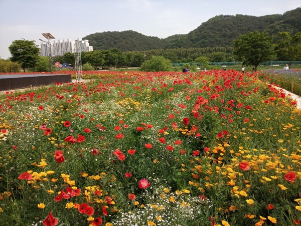 태화강 국가정원 봄꽃(금영화)