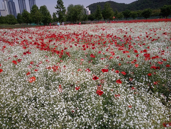 태화강 국가정원 봄꽃(안개초)