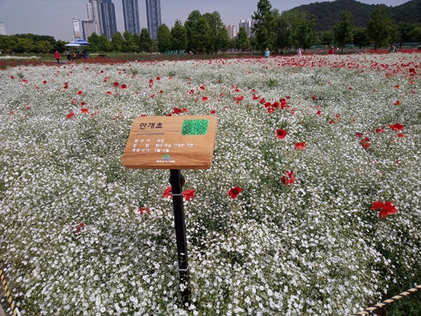 태화강 국가정원 봄꽃(안개초)