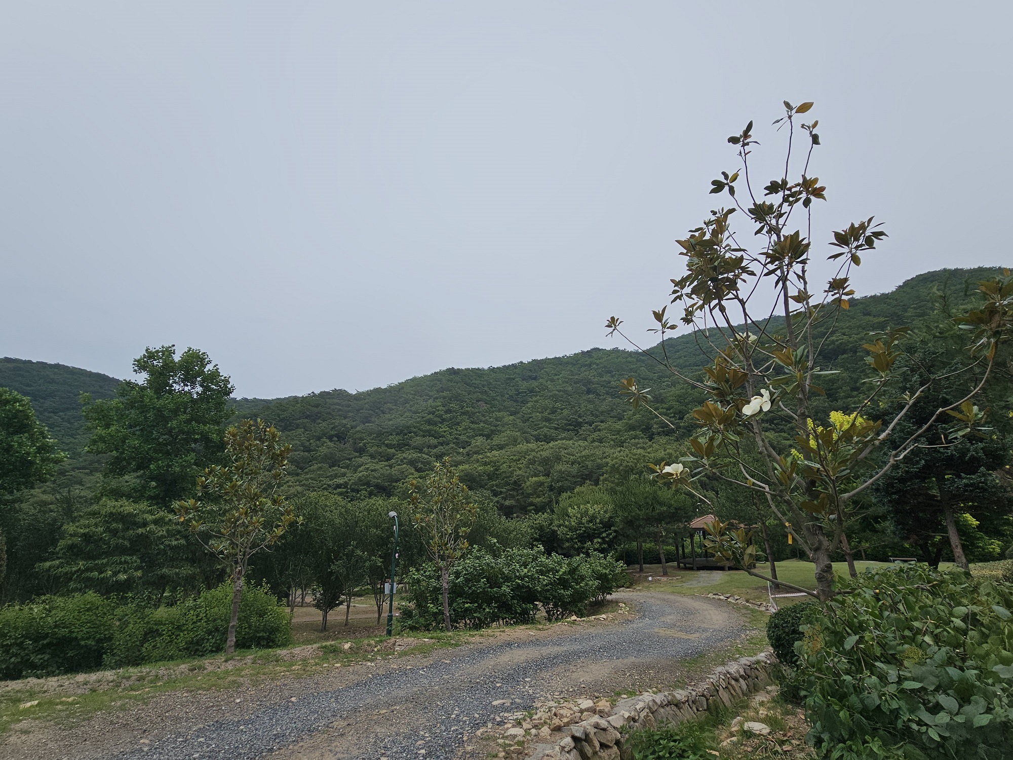 태산목