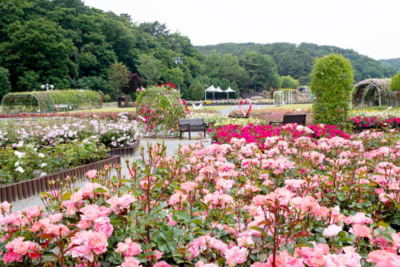Ulsan Grand Park Rose Festival
