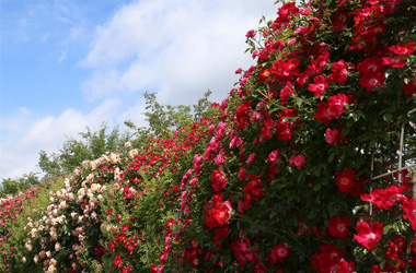 Ulsan Grand Park Rose Festival