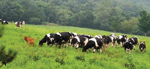 Sinwoo Ranch