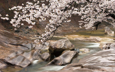 Jakgwaecheon Stream
