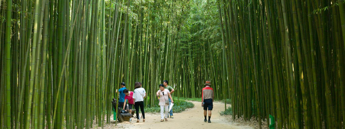 양 옆에 대나무숲 사이로 햇빛이 비치는 아름다운 해파랑길 모습