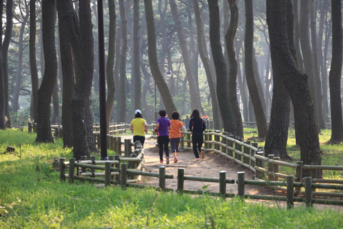 대왕암공원의 송림