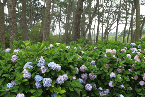 대왕암공원의 수국