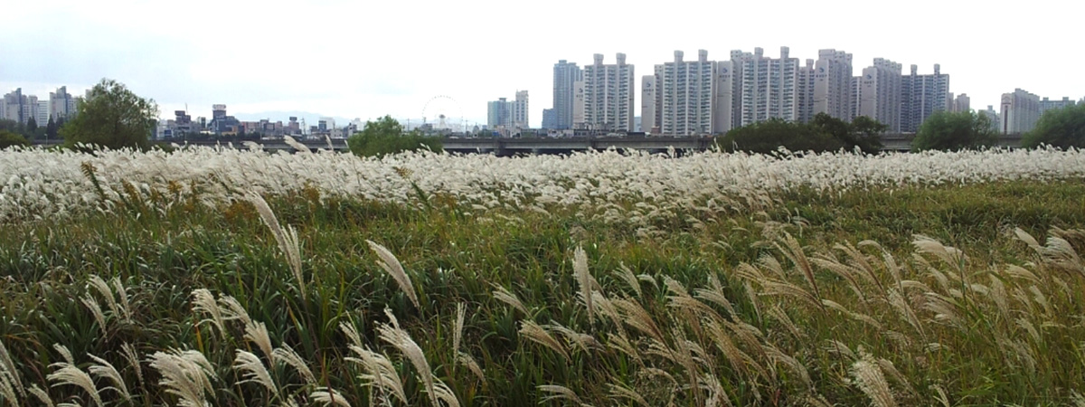 1구간 태화강 억새밭