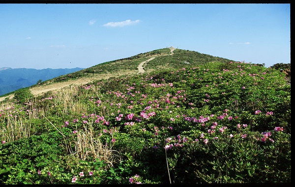 천황산 - 사자봉의 철죽