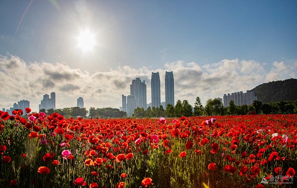 태화강국가정원 사진1_꽃양귀비가 가득 핀 정원