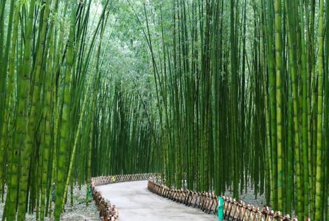 城市中心生态自然的气息，太和江