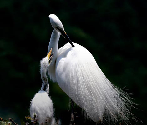 Bird of Ulsan - White Heron