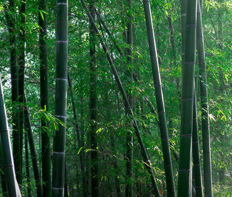 Tree of Ulsan - Bamboo